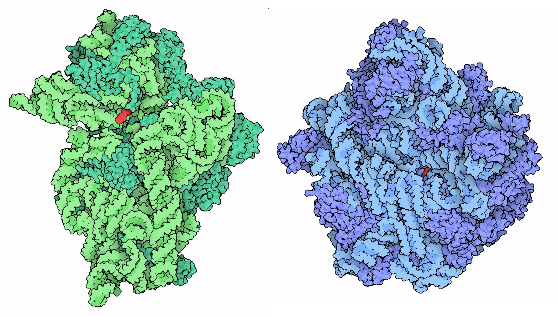 121-70SRibosomes_antibiotics