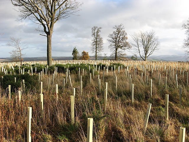 New tree planting UK
