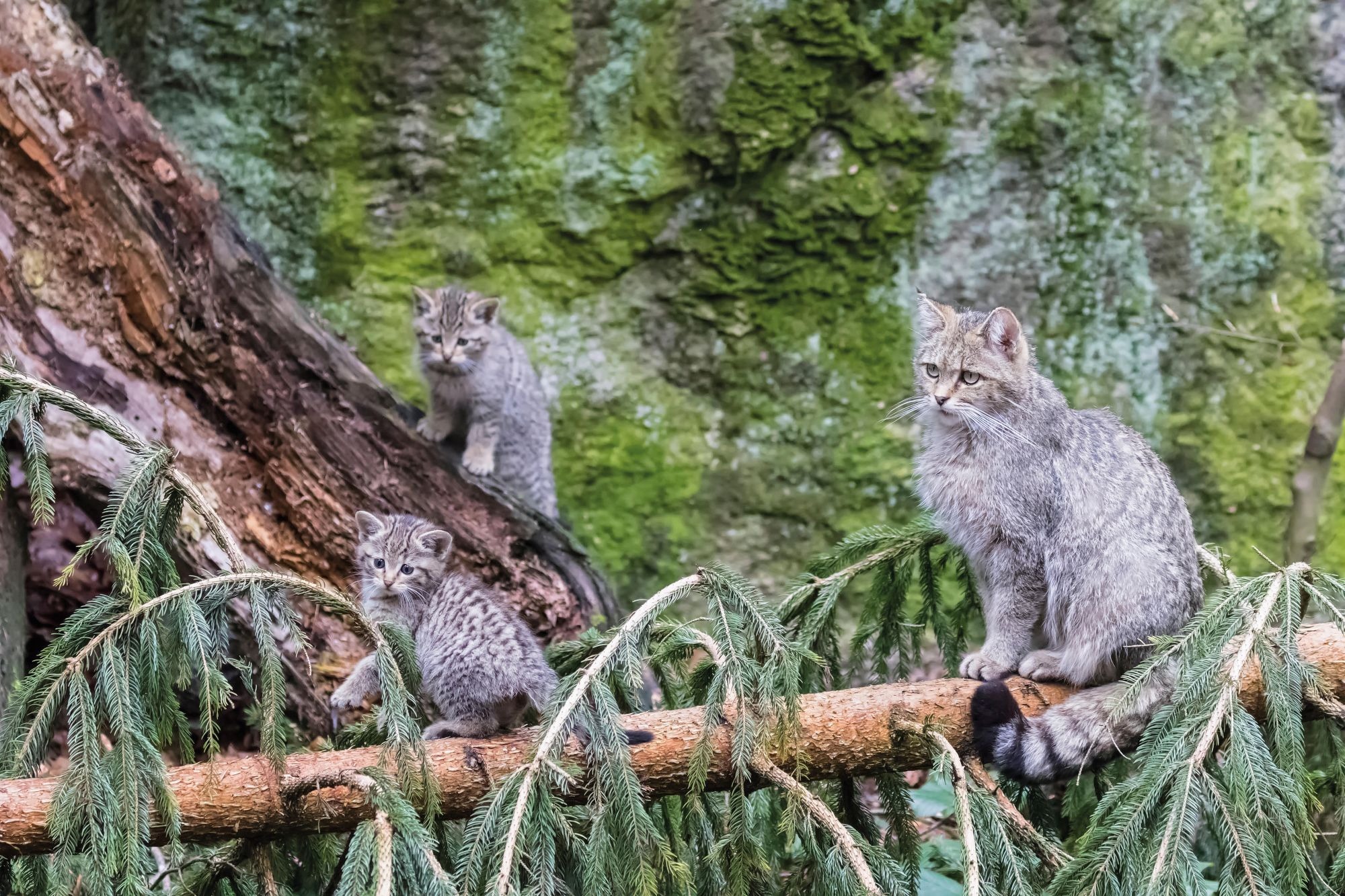 A wildcat mother with two kittens rest on a fallen tree in Germany’s Bavarian Forest National Park