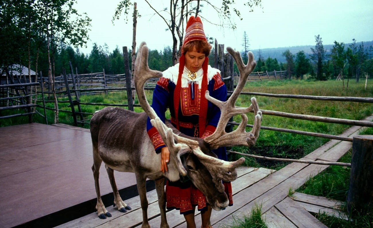 A Sámi woman tends to a reindeer.