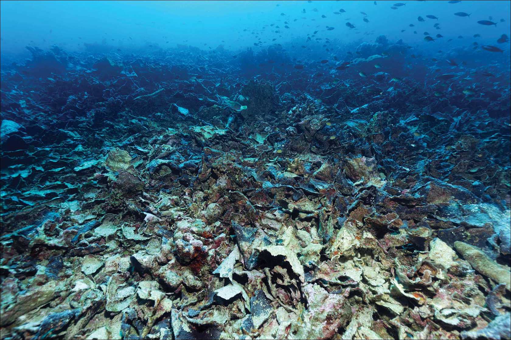 A coral reef destroyed by coral bleaching in the Indian Ocean