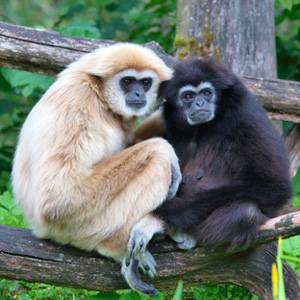 Gibbons
