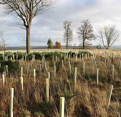 New tree planting UK