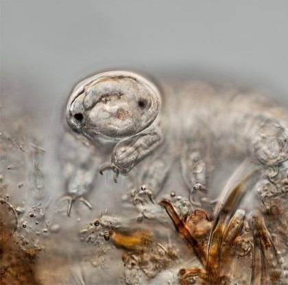 Tardigrades