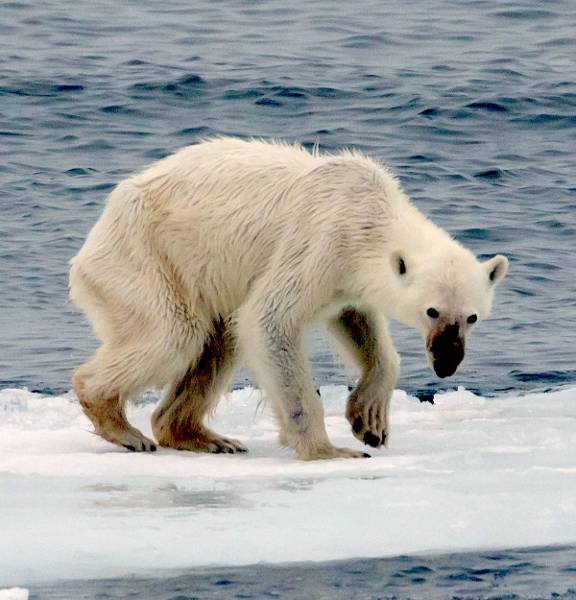 Starving polar bear
