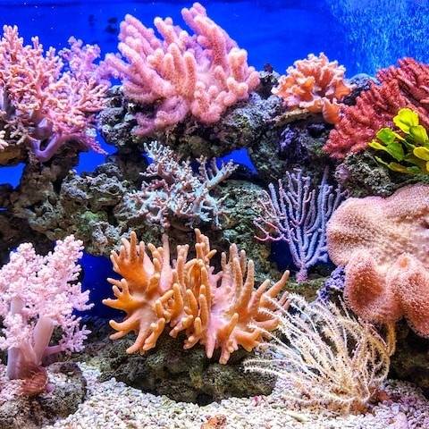 A colourful coral reef