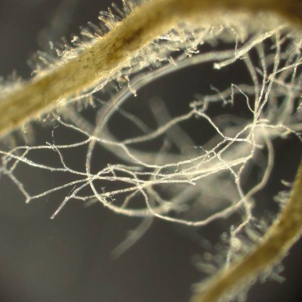 Mycorrhizal fungi growing with a plant root
