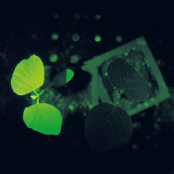 A close-up of a bioluminescent leaf