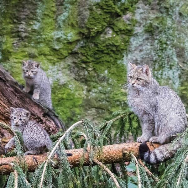 A wildcat mother and two kittens rest on a fallen tree in Germany’s Bavarian Forest National Park