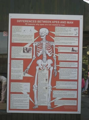 The proof that man and apes are not related