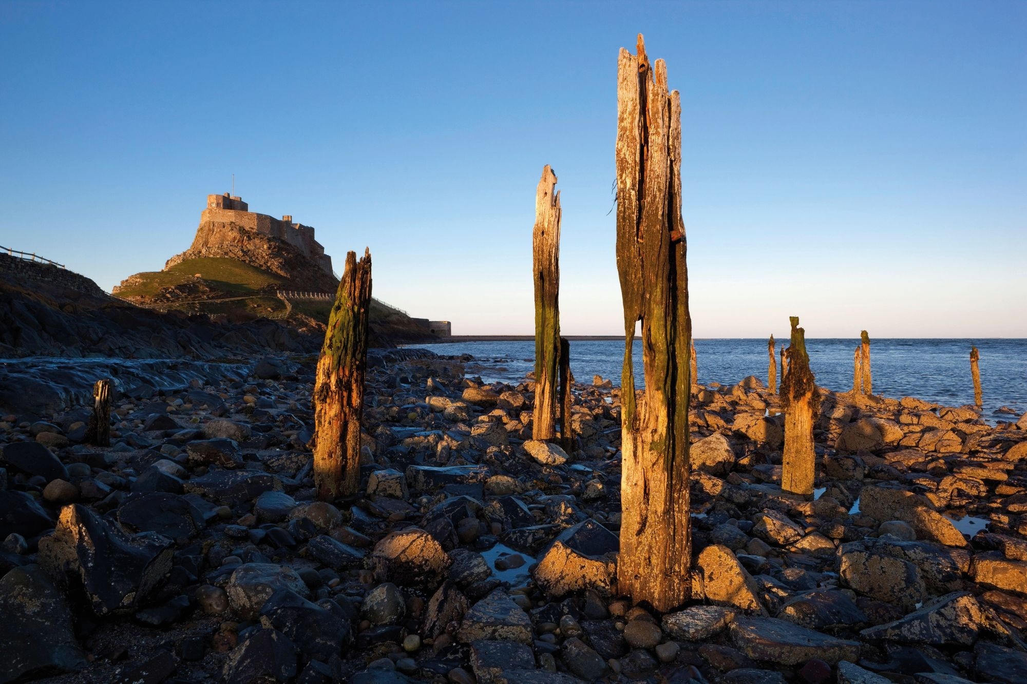 Wooden posts of an old pier, with Lindisfarne Castle beyond