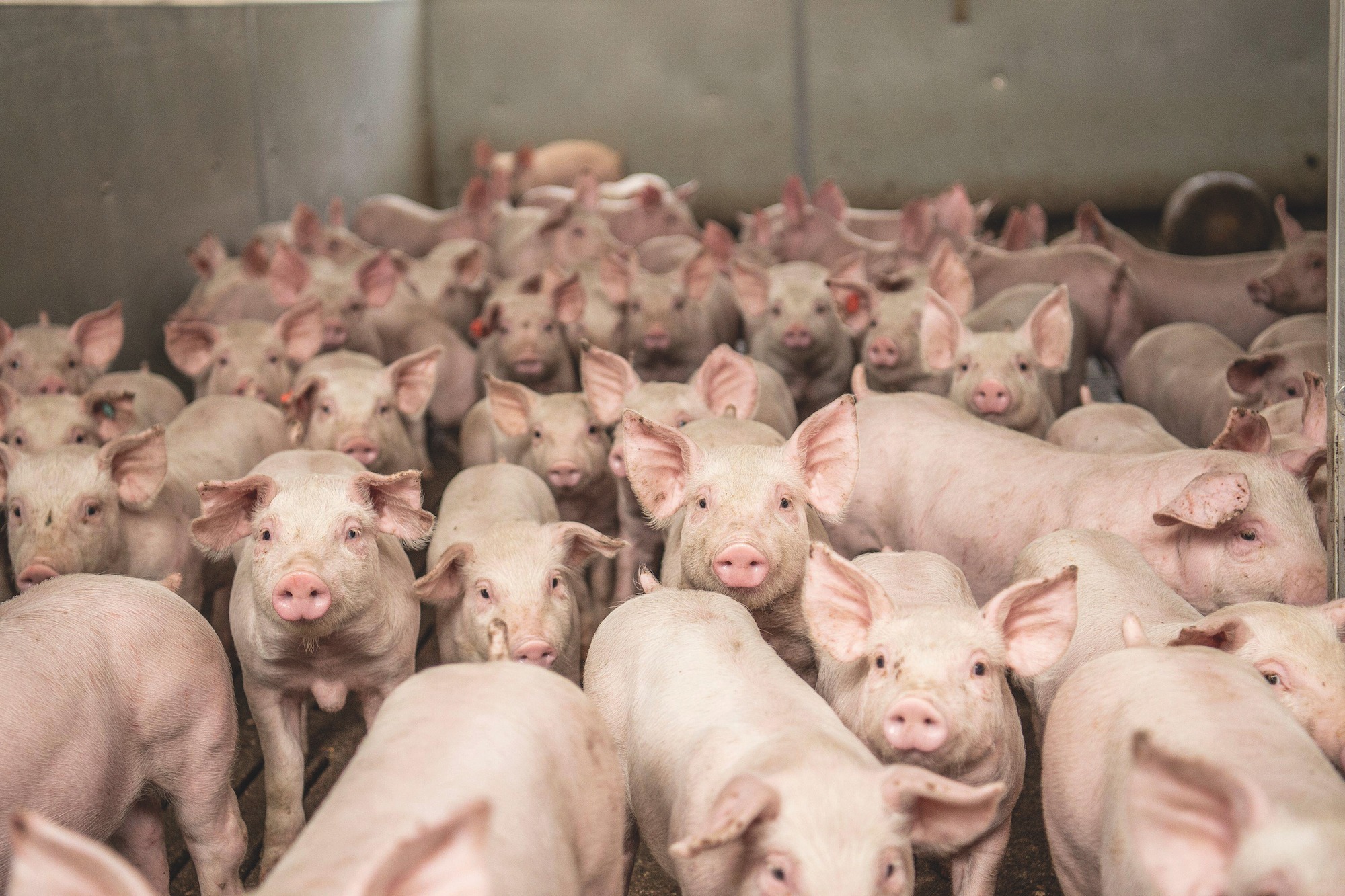 Pigs in an intensive farm