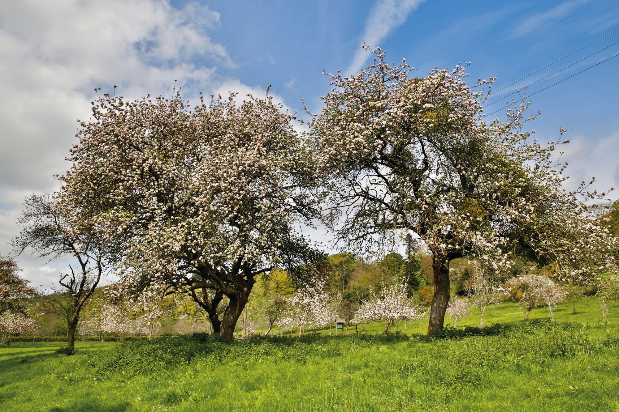 Blossoming trees in a Herefordshire orchard
