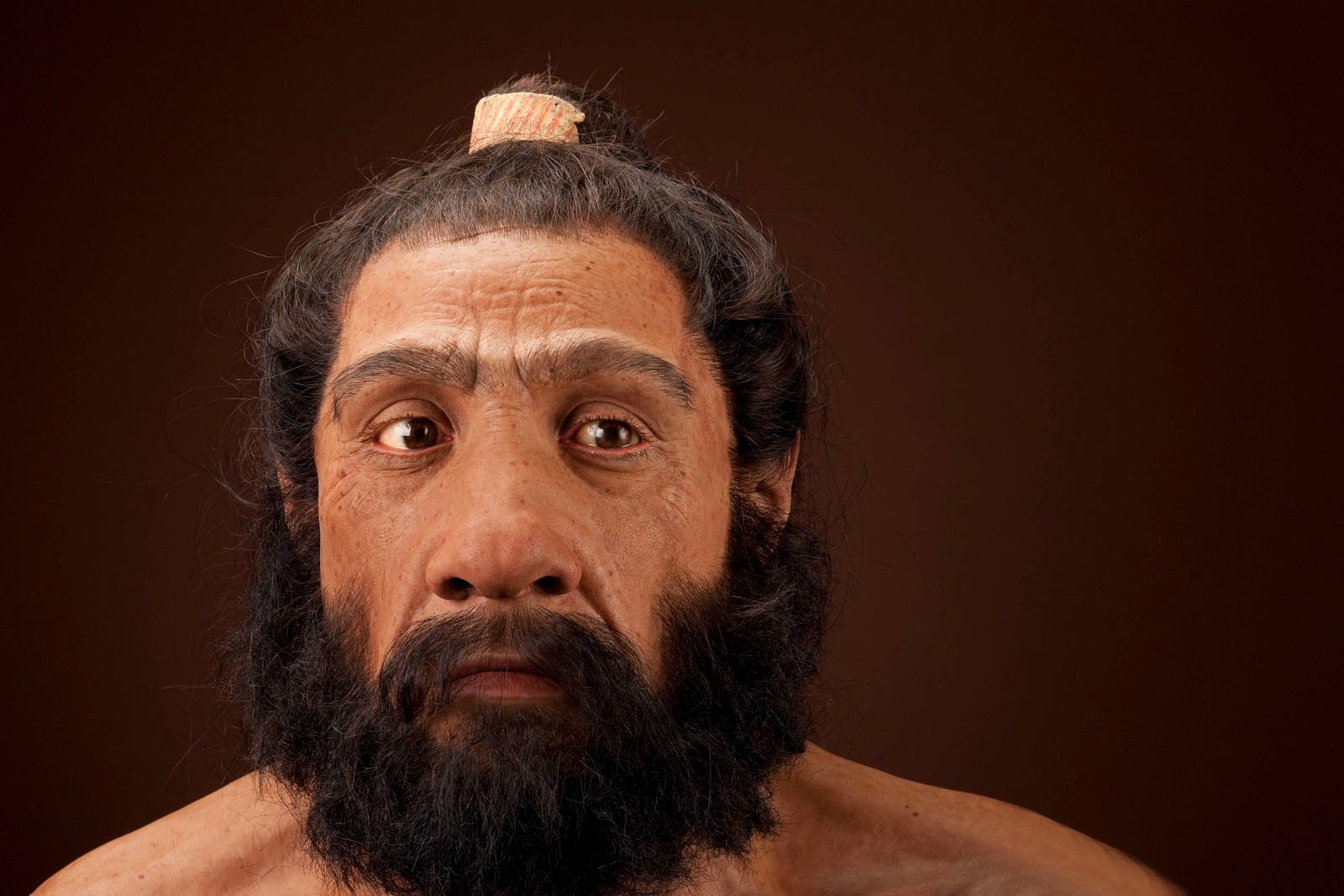 Homo neanderthalensis adult male, reconstruction.