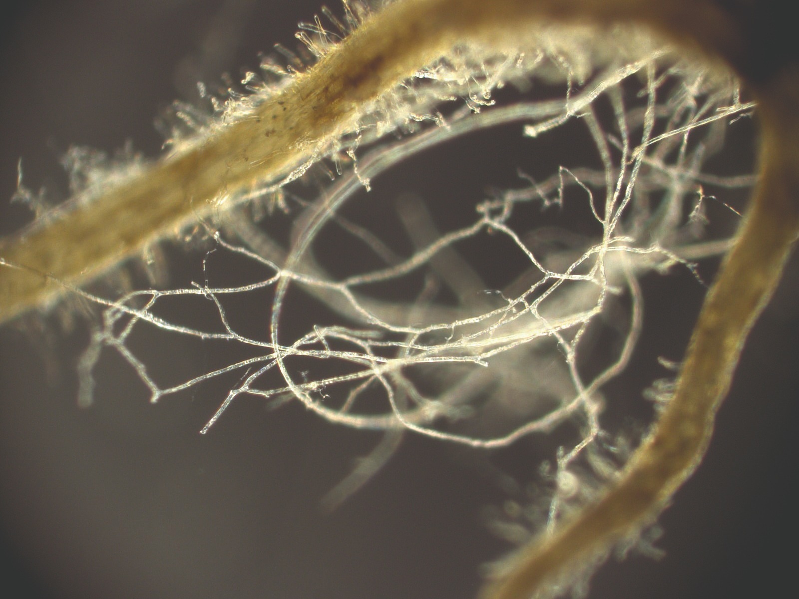 Mycorrhizal fungi growing with a plant root