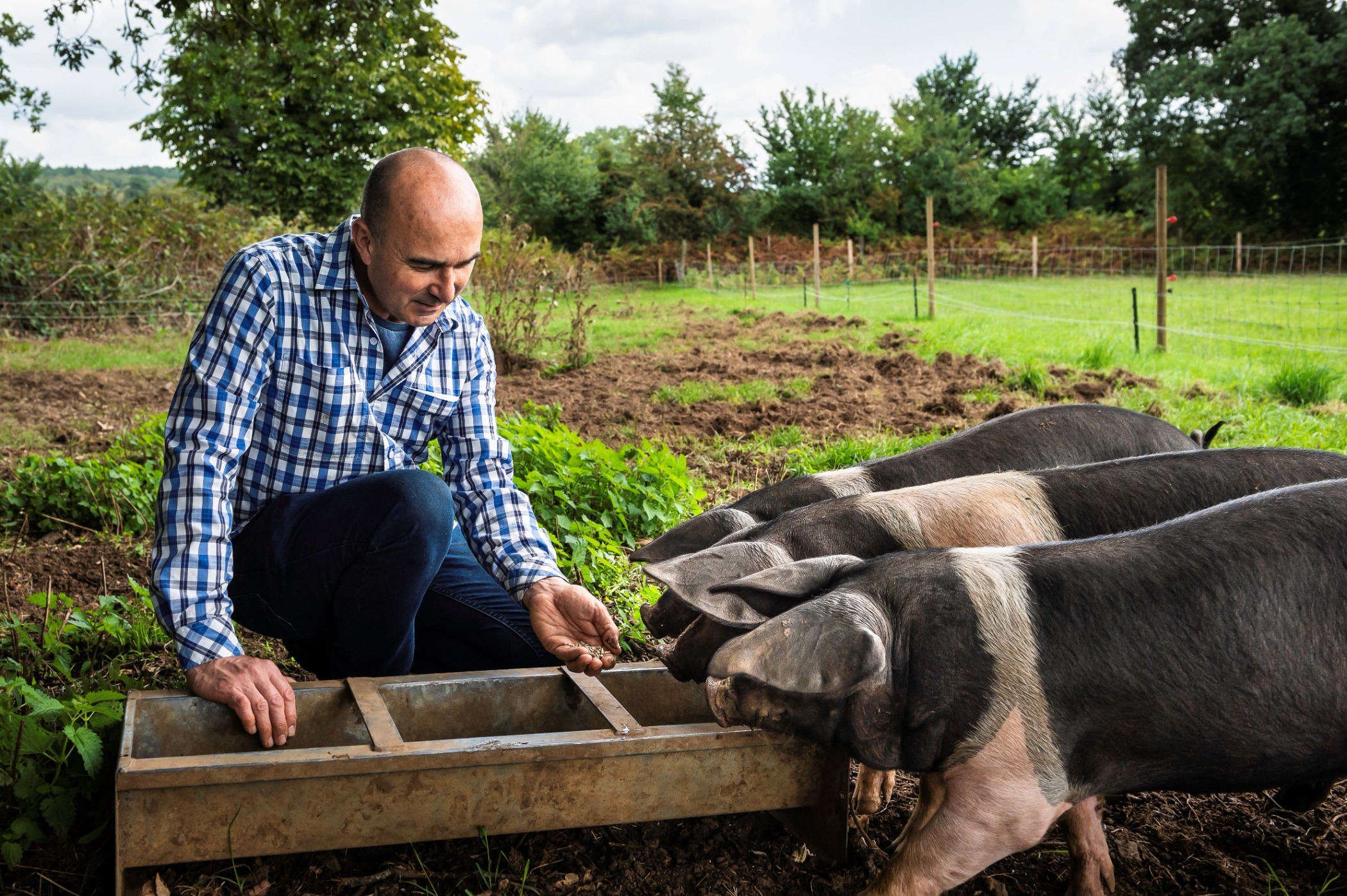 Philip Lymbery feeds pigs