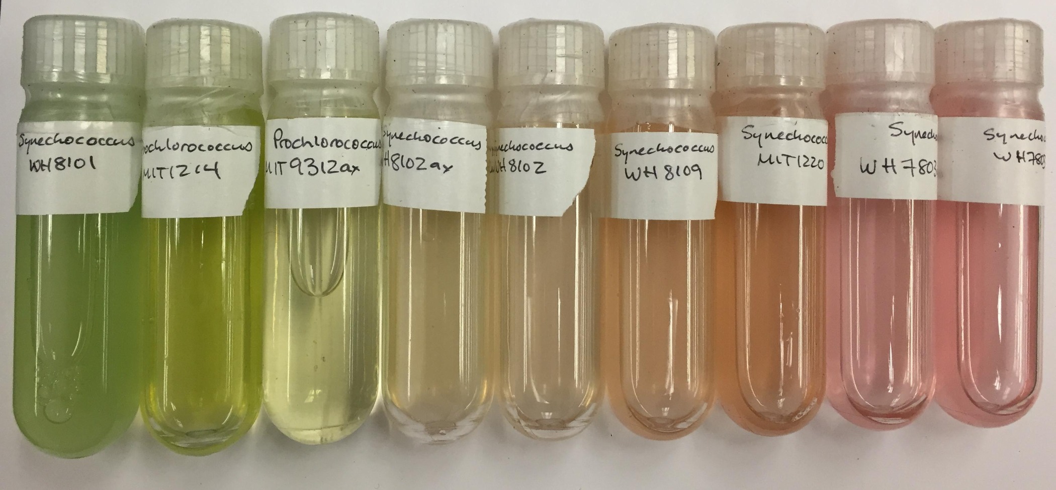 Prochlorococcus_and_Synechococcus_cultures