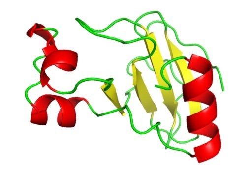 Ribbon_diagram_representation_of_the_folding_of_the_protein_barnase-copy