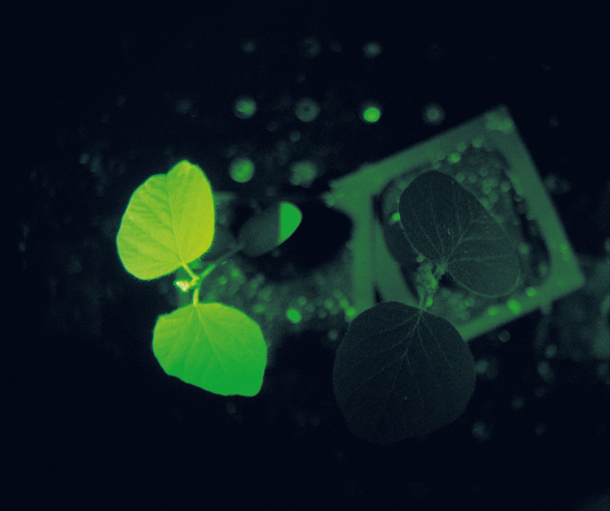 A close-up of a bioluminescent leaf