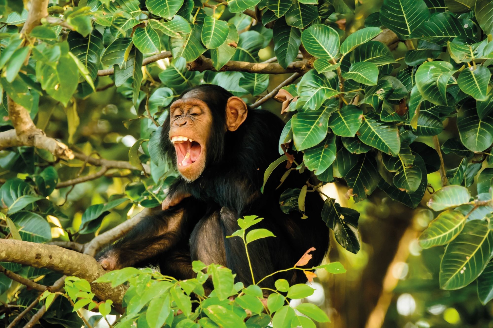 A chimpanzee in a tree with their mouth open as if laughing or screaming