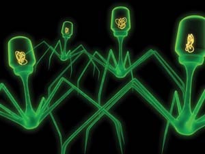 Bacteriophages