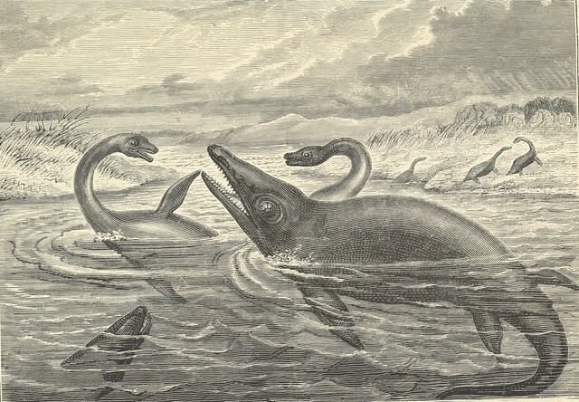 Drawing of Plesiosaurus and Ichthyosaurus, 1913. Image: Science History Institute