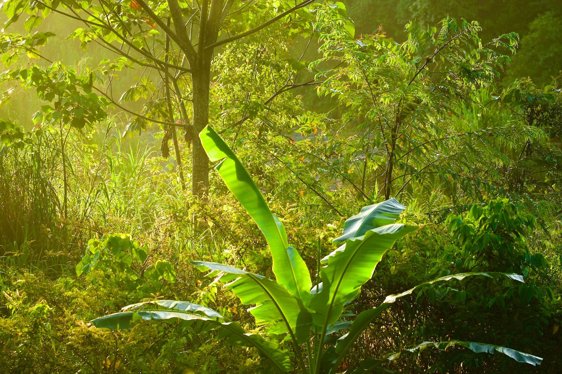 A stock image of thick vegetation
