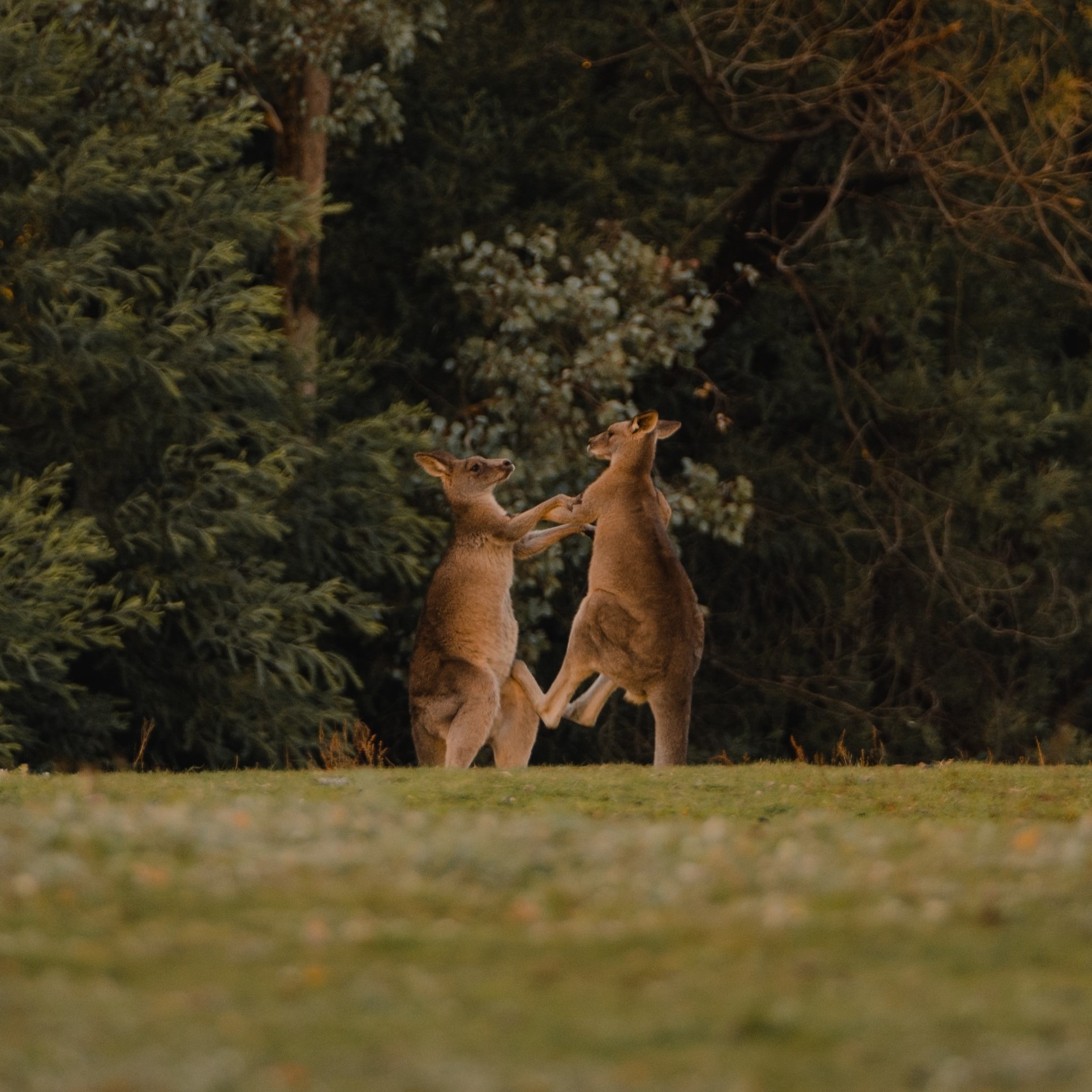 Two kangaroos fighting