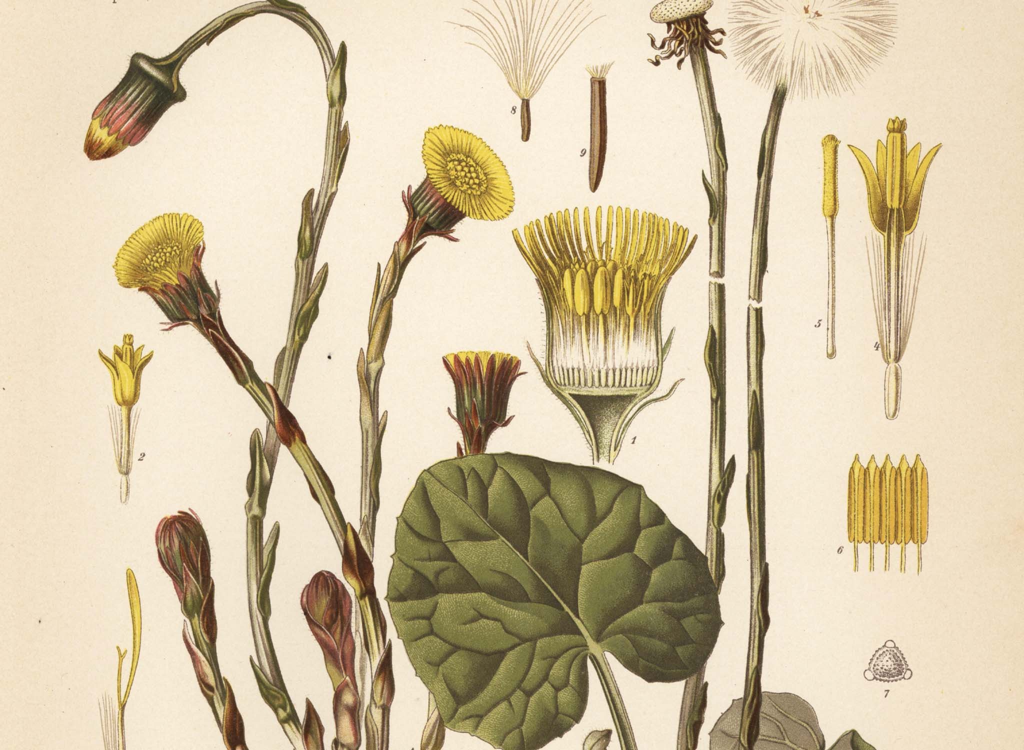 Tussilago farfara, or coltsfoot, from Hermann Adolph Köhler’s 1887 book “Medicinal Plants”