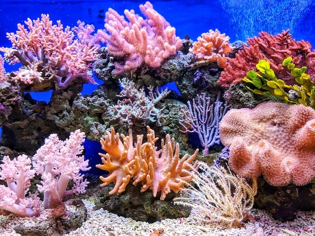 A colourful coral reef